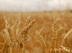 Пророщенные зерна: в чем польза