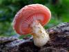 Влияние внешних условий на развитие грибов